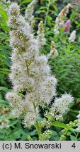 Spiraea ×pseudosalicifolia (tawuła nibywierzbolistna)