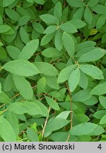 Spiraea ×pseudosalicifolia (tawuła nibywierzbolistna)