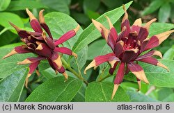 Calycanthus floridus var. glaucus