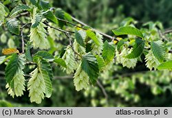 Ostrya carpinifolia (chmielograb europejski)