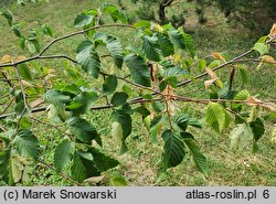 Ostrya carpinifolia (chmielograb europejski)