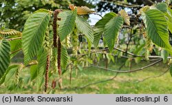 Ostrya carpinifolia (chmielograb europejski)