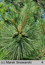 Pinus ponderosa (sosna żółta)