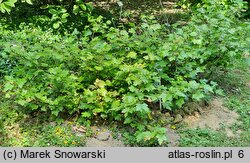 Ribes lacustre (porzeczka bagienna)