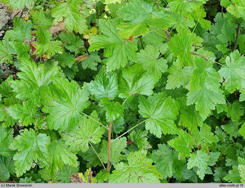 Ribes lacustre (porzeczka bagienna)