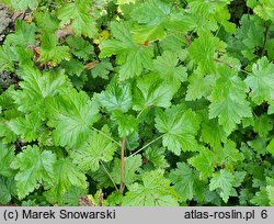 Ribes lacustre (porzeczka bagienna)