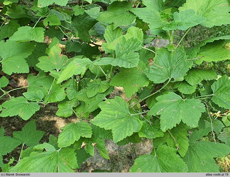 Ribes sanguineum Carneum