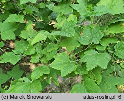 Ribes sanguineum Carneum