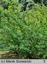 Ribes sanguineum Carneum