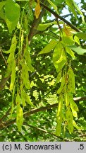 Laburnum ×watereri (złotokap Waterera)