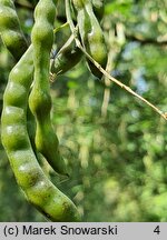 Laburnum anagyroides (złotokap pospolity)