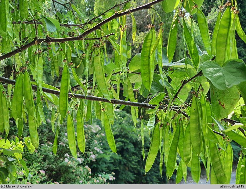 Cercis siliquastrum Alba