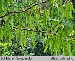 Cercis siliquastrum Alba