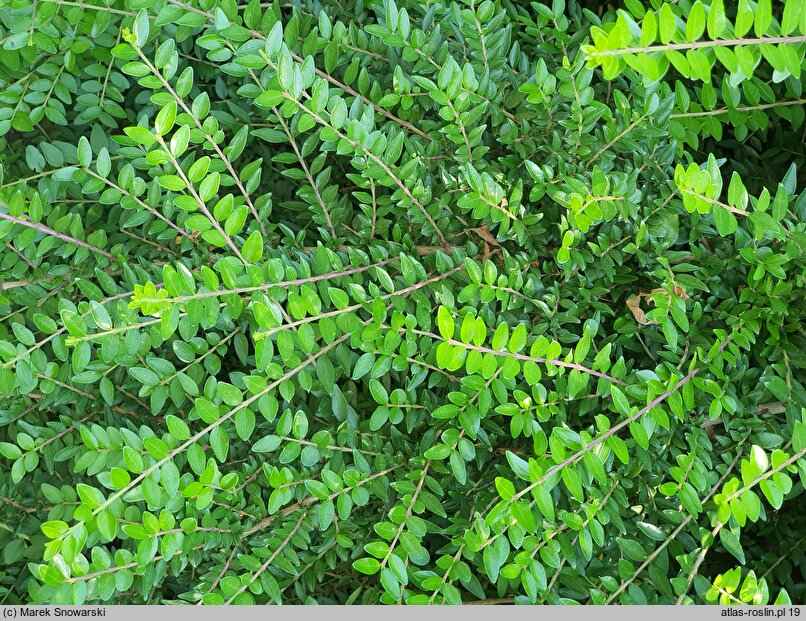 Lonicera ligustrina (suchodrzew chiński)