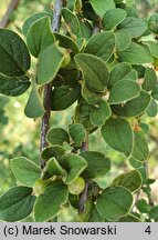 Cotoneaster zabelli (irga Zabela)