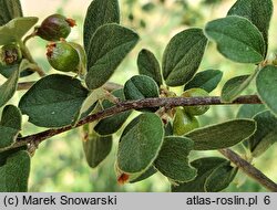 Cotoneaster zabelli (irga Zabela)