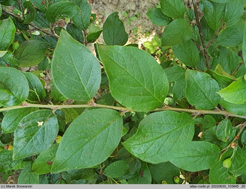 Cotoneaster hissaricus (irga okrągłolistna)
