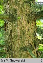 Abies holophylla (jodła mandżurska)