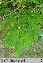 Aralia elata var. mandshurica