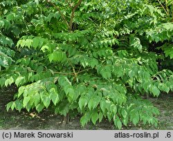 Aralia elata var. mandshurica