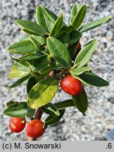 Daphne tangutica (wawrzynek tangucki)