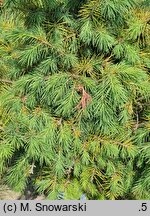 Picea smithiana (świerk himalajski)
