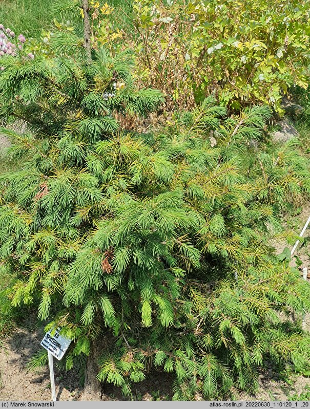 Picea smithiana (świerk himalajski)