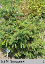 Picea smithiana (świerk himalajski)