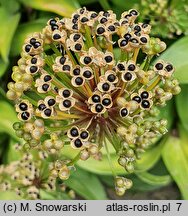 Allium victorialis (czosnek siatkowaty)