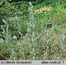 Fibigia clypeata (fibigia tarczowata)