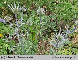 Eryngium bourgatii (mikołajek iberyjski)