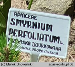 Smyrnium perfoliatum