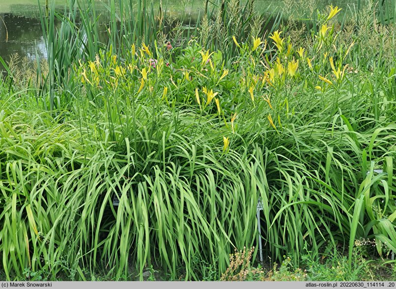 Hemerocallis citrina (liliowiec cytrynowy)