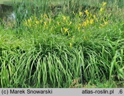 Hemerocallis citrina (liliowiec cytrynowy)