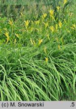 Hemerocallis citrina (liliowiec cytrynowy)