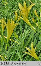 Hemerocallis citrina (liliowiec cytrynowy)
