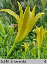 Hemerocallis citrina (liliowiec cytrynowy)