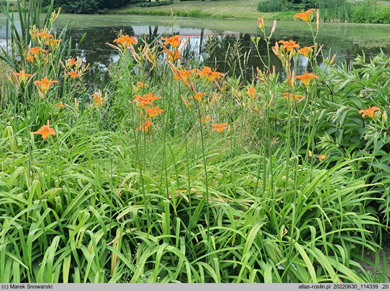Hemerocallis fulva (liliowiec rdzawy)