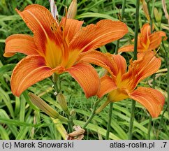 Hemerocallis fulva (liliowiec rdzawy)