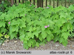 Rubus odoratus (jeżyna pachnąca)