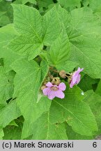 Rubus odoratus (jeżyna pachnąca)