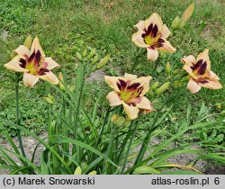 Hemerocallis ×hybrida Bold One