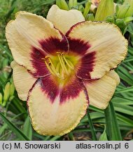 Hemerocallis ×hybrida Bold One