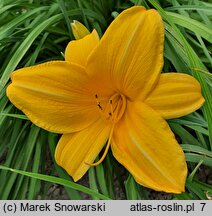 Hemerocallis ×hybrida Abrantes