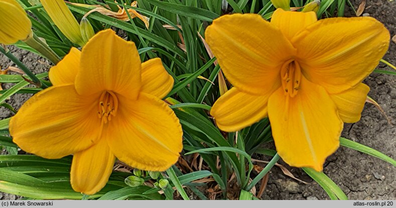 Hemerocallis ×hybrida Abrantes