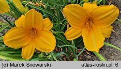 Hemerocallis ×hybrida Abrantes