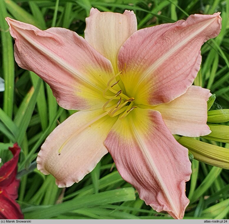 Hemerocallis ×hybrida Chosen Love