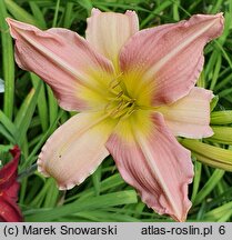 Hemerocallis ×hybrida Chosen Love