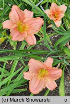 Hemerocallis ×hybrida Judean Princess