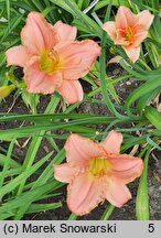 Hemerocallis Judean Princess